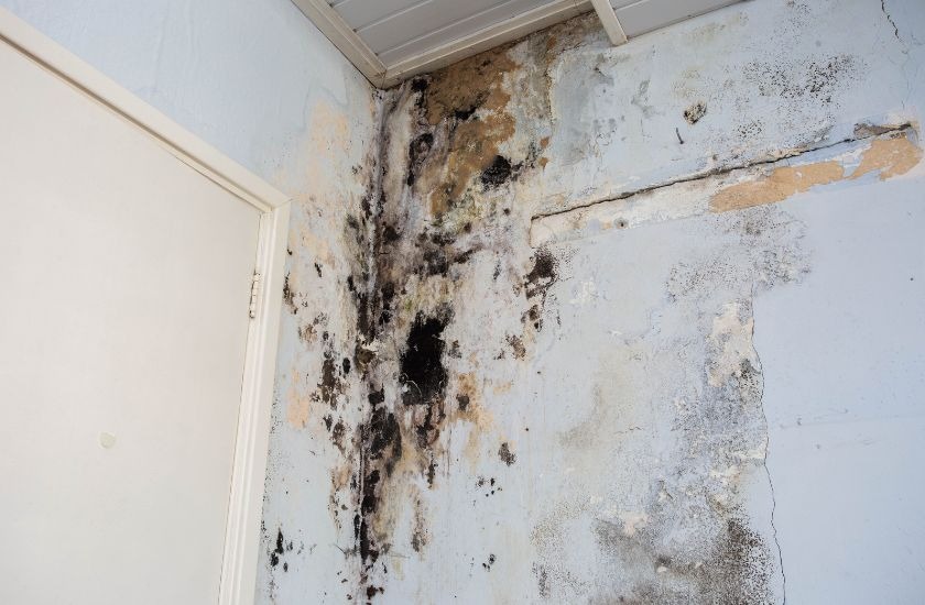 Visible Mold Growth in Unexpected Places